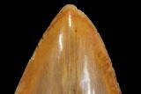 Serrated, Fossil Megalodon Tooth - Indonesia #149259-4